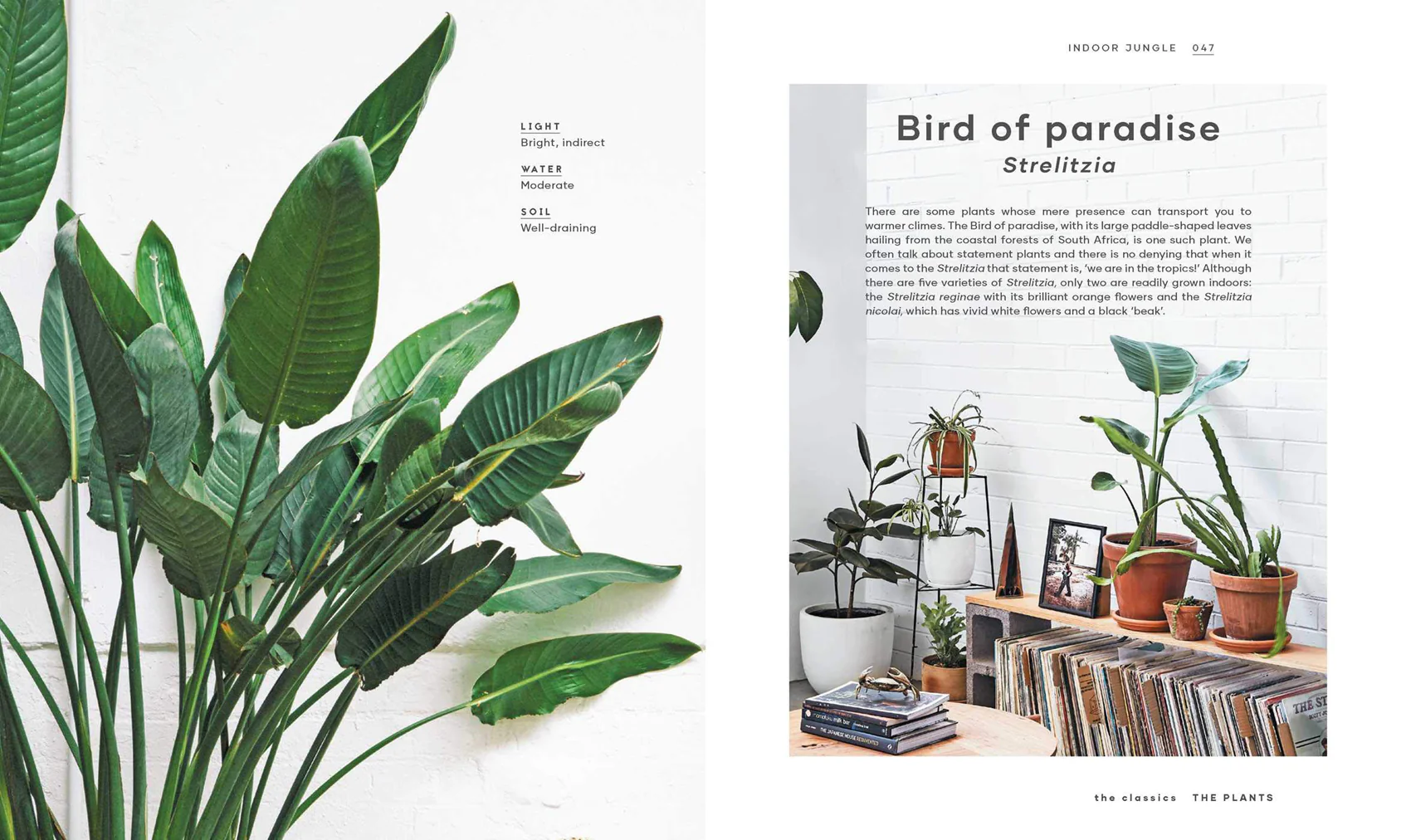 Book - The Leaf Supply Guide to Creating Your Indoor Jungle - Image 7