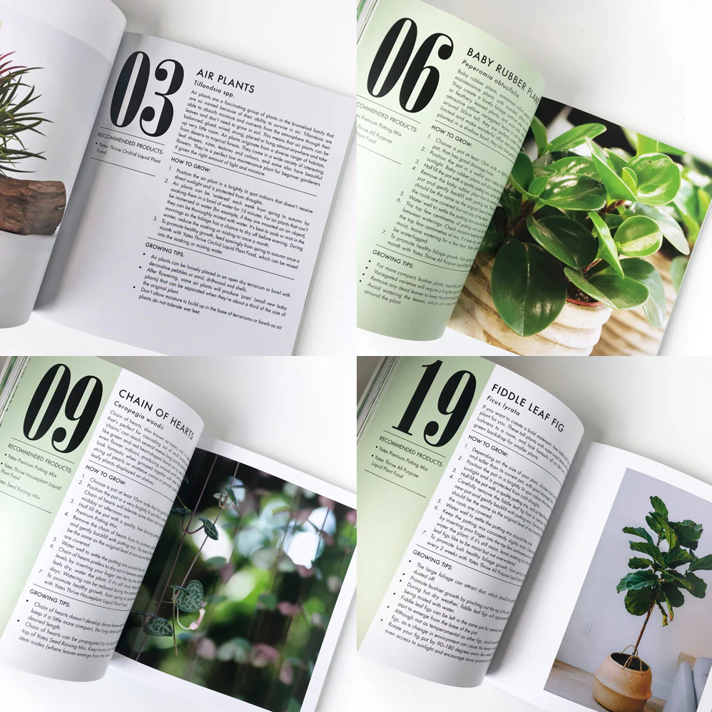 Book - Yates Top 50 Indoor Plants and How Not to Kill Them - Image 3