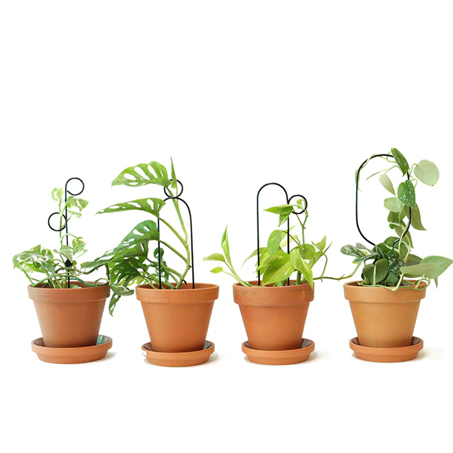 Botanopia Plant Support Stake - Black Hoop 34cm - Image 4