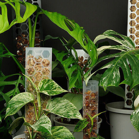 CANOPY Extendable Grow Pole - INK 63cms LARGE [from $18 each] - Image 3