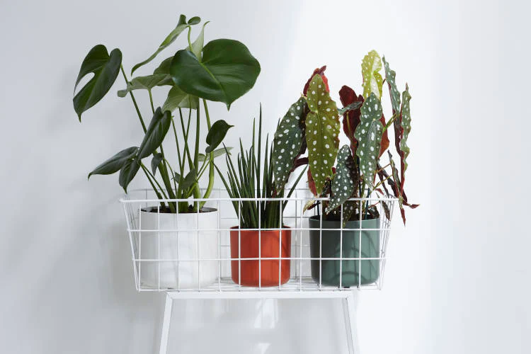 Cover Pot - Elho B.For Soft - 16cm Leaf - Image 3