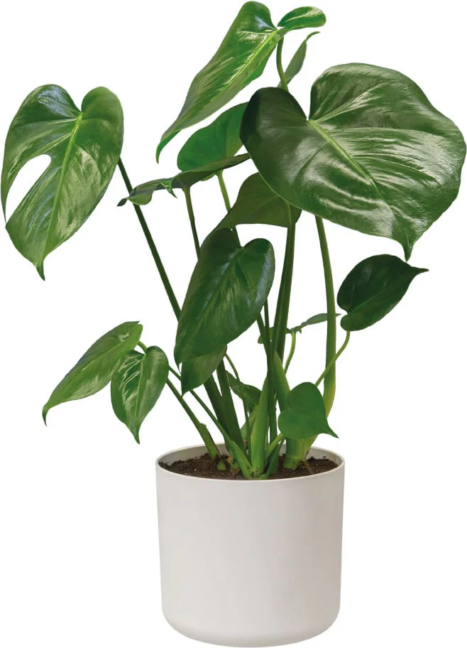 Cover Pot - Elho B.For Soft - 18cm White - Image 3
