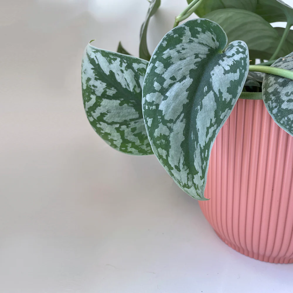 Cover Pot - Elho Vibes - 18cm Watermelon Rose - Image 3