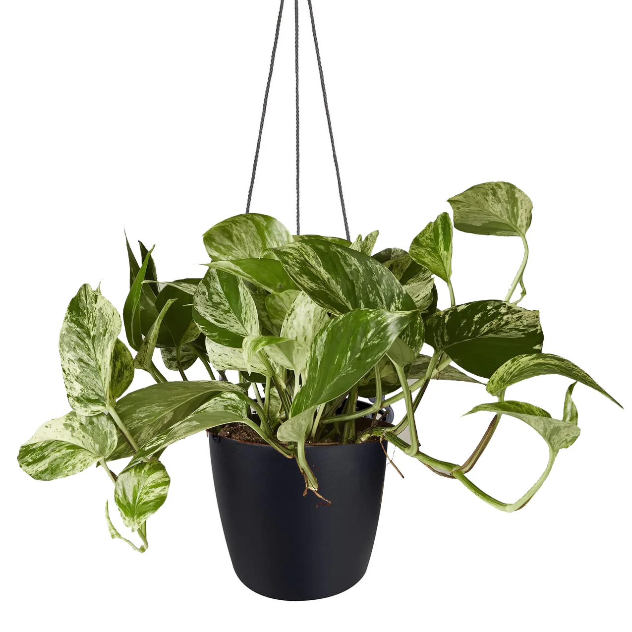 Hanging Pot - Elho Brussels - 18cm White - Image 6