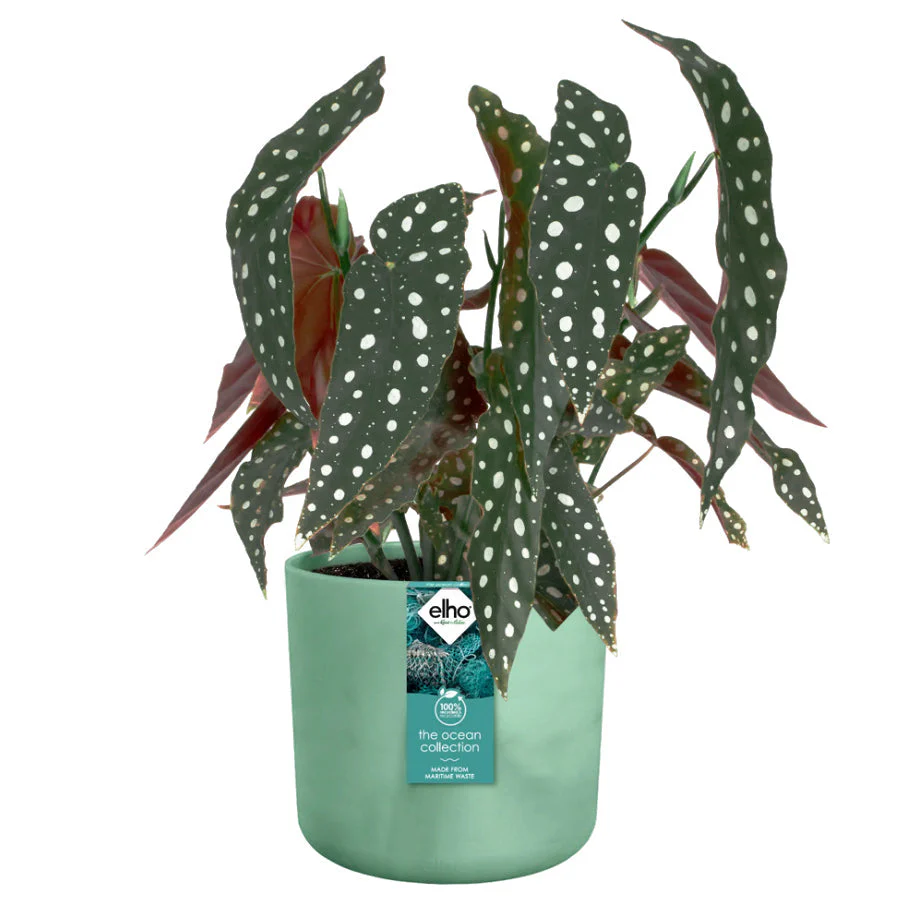 Elho Ocean Collection - 100% Recycled - Pacific Green - 16cm - Image 4