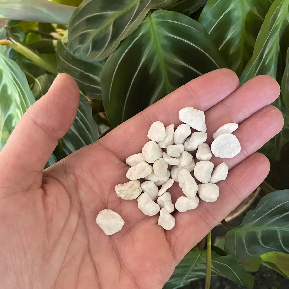 Bio Leaf PERLITE Super Chunky - 2 litres - Image 2