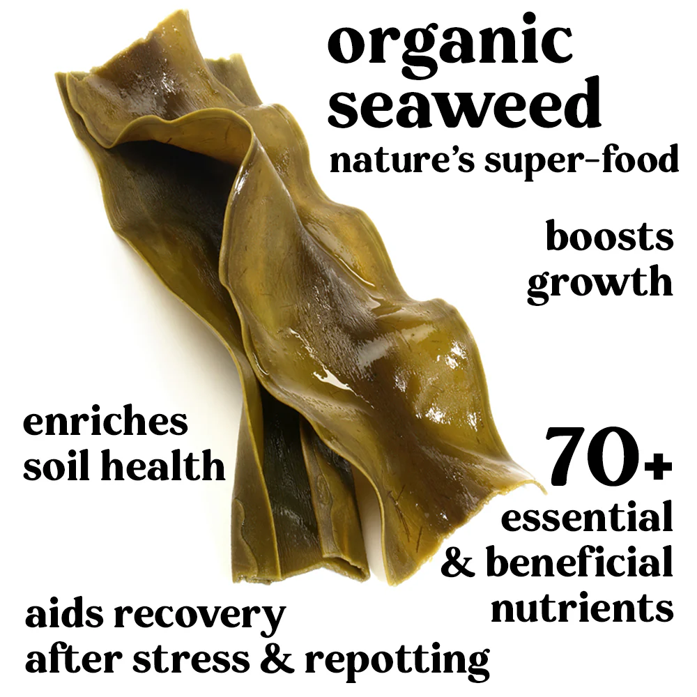 NEW Plant Runner Indoor Plant Food 100ml - Image 5