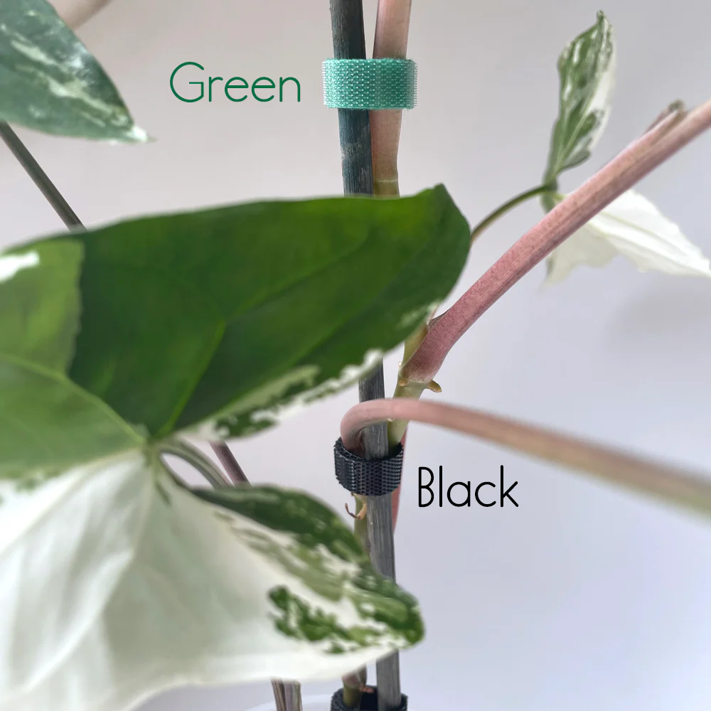 Plant Velcro - 1.5cm wide x 5 to 10 metre roll - GREEN - Image 3