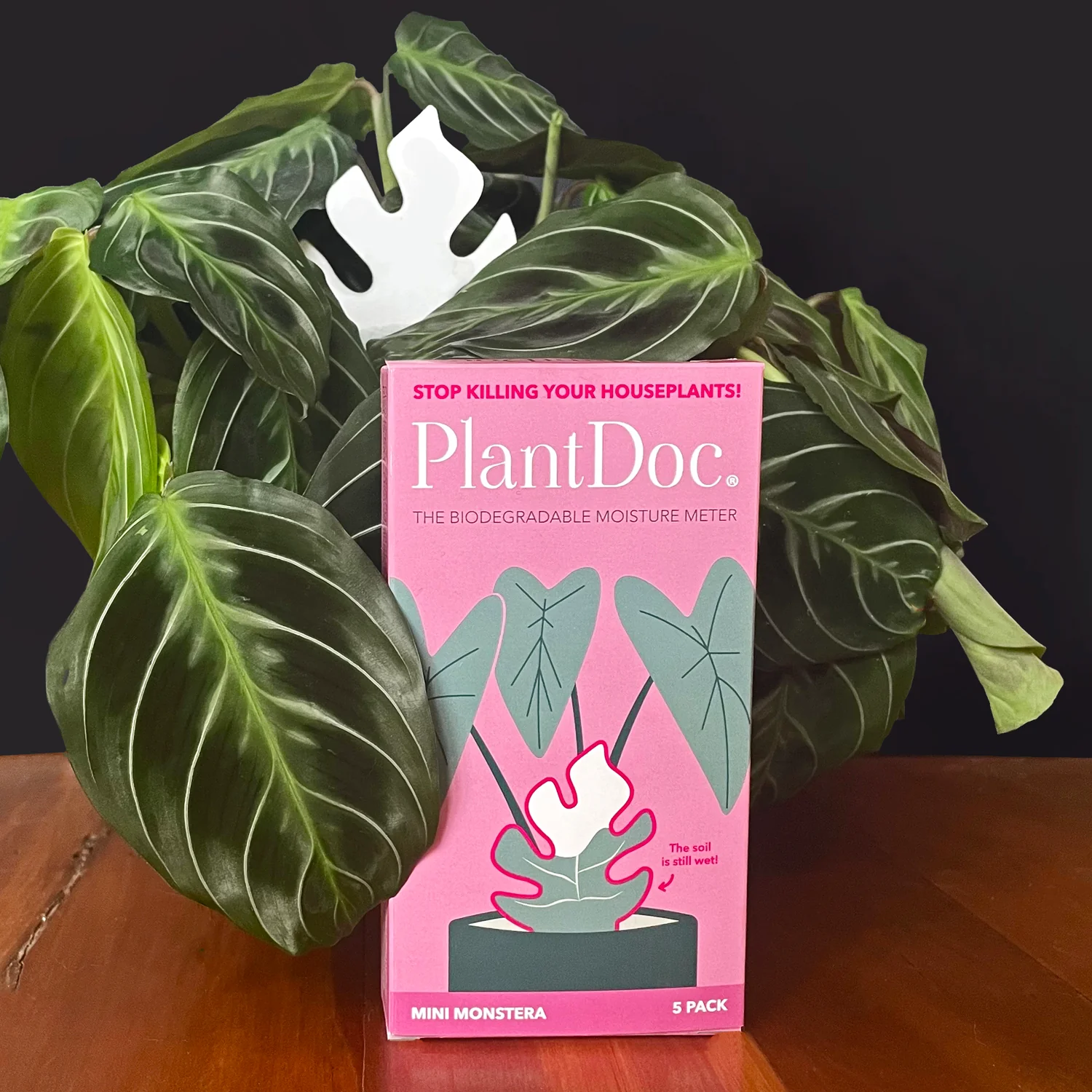 PlantDoc Moisture Meter - Mini Monstera - 5 pack - Image 3