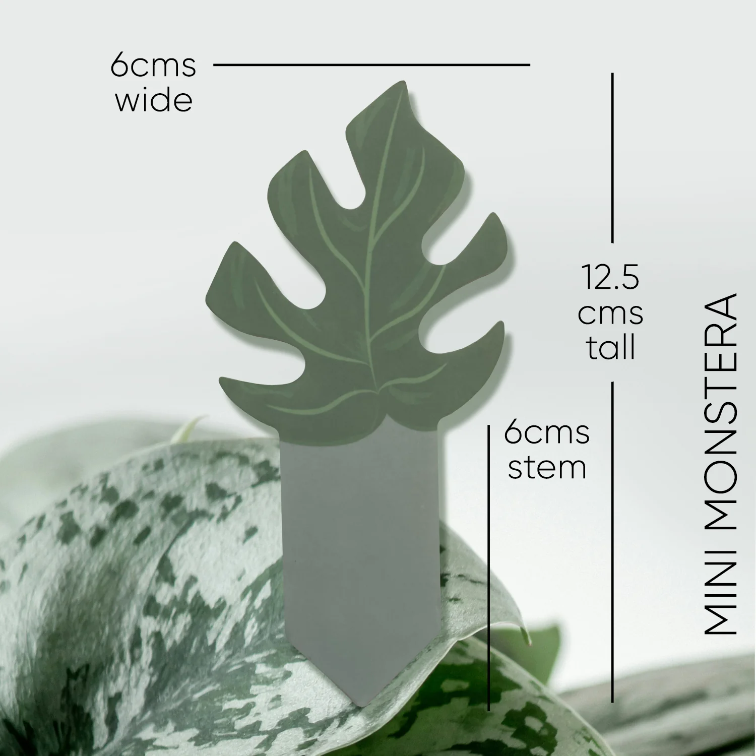 PlantDoc Moisture Meter - Mini Monstera - 5 pack - Image 8