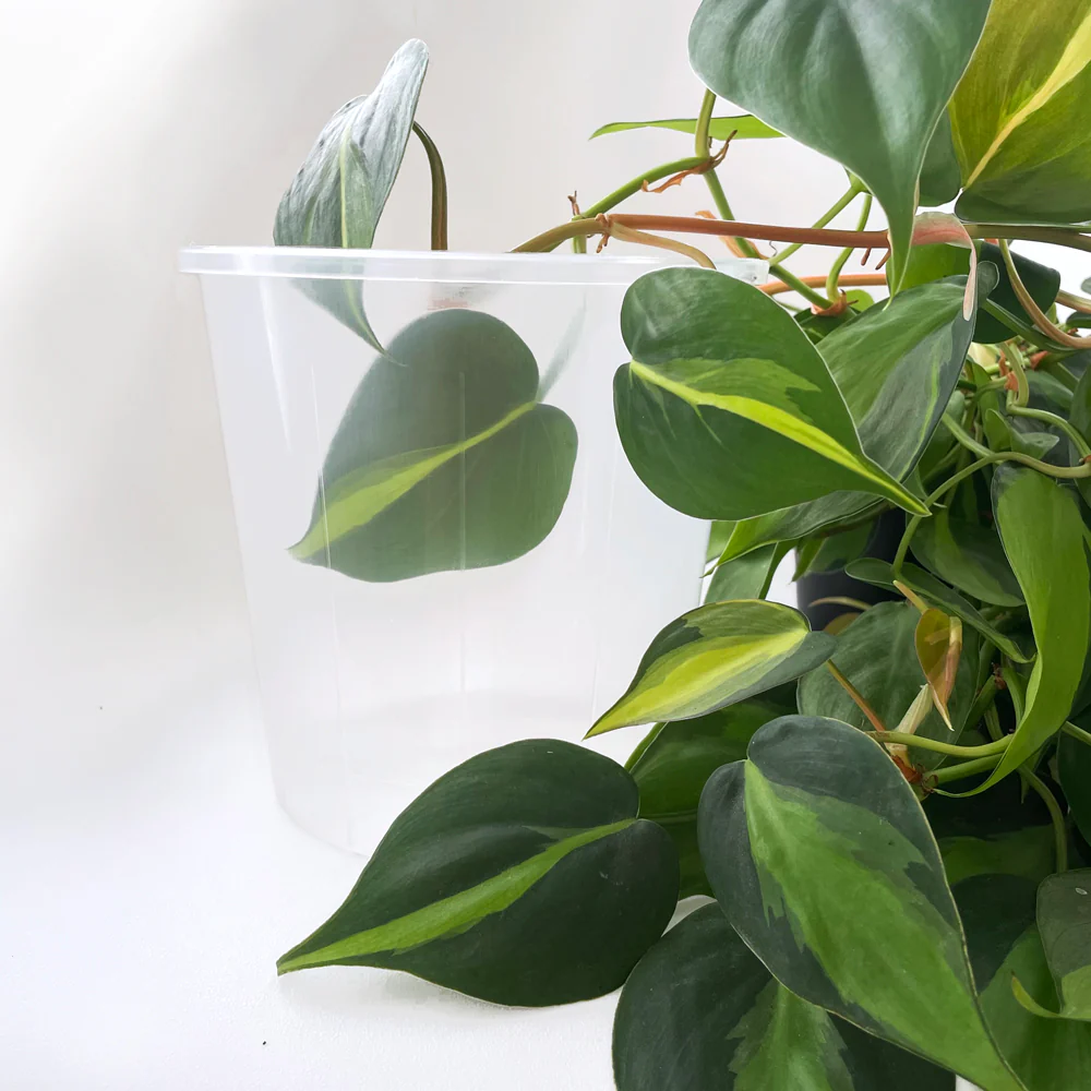 Rain 15 Clear Nursery Pot - 15cm x 14.5cm - 2L - from 77c each - Image 3