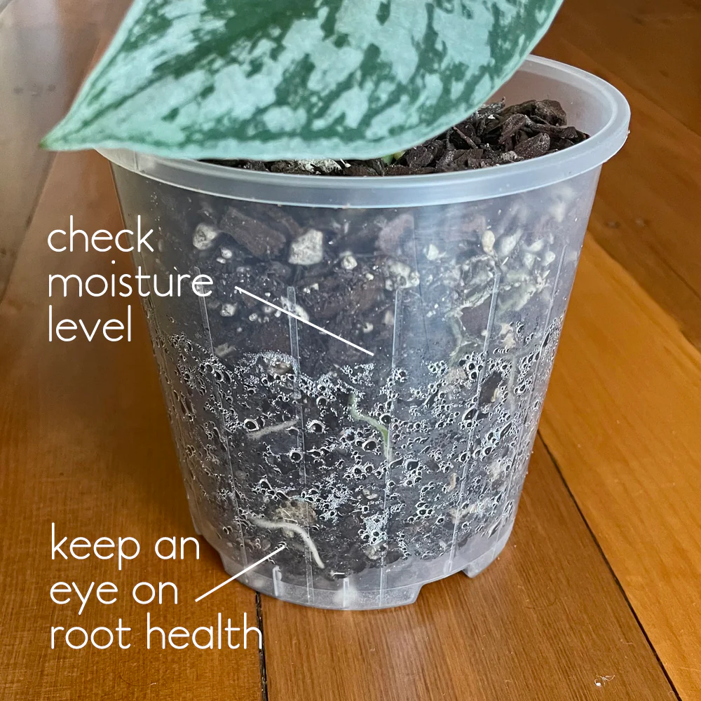 Rain 15 Clear Nursery Pot - 15cm x 14.5cm - 2L - from 77c each - Image 5