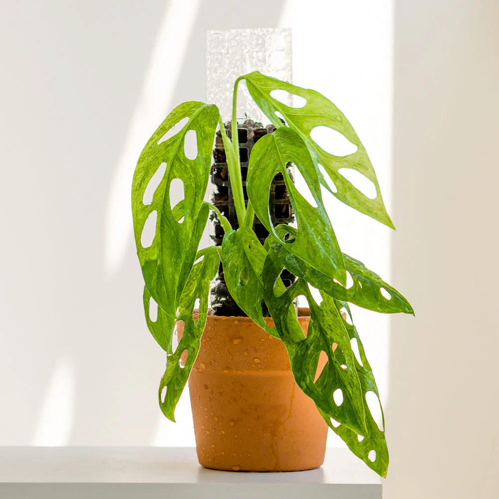 Thiccly GrowPole™ 2.0 Pro - Clear LARGE 50cm [from $18 each] - Image 4